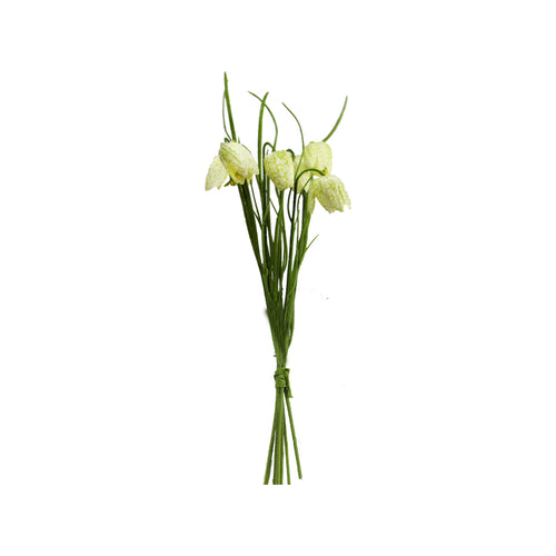 Cream Fritillaria