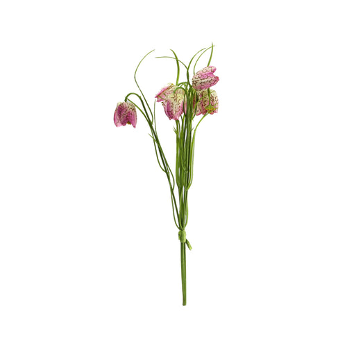 Fuchsia Fritillaria