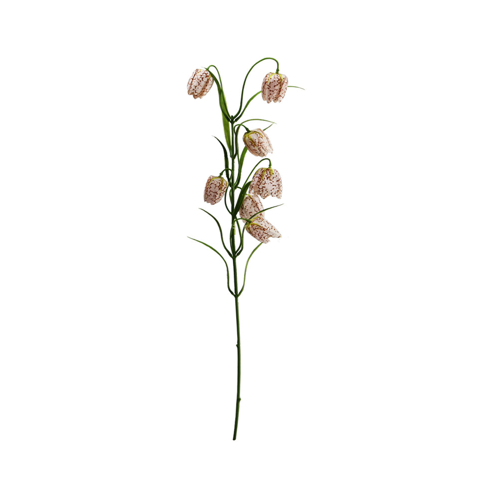 Pink Fritillaria