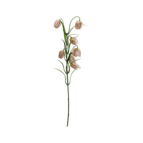 Pink Fritillaria