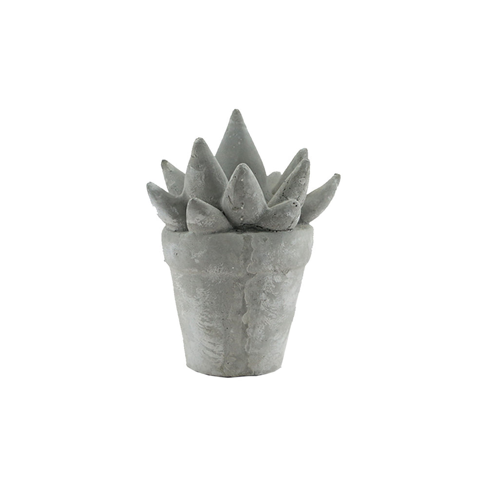Grey Succulent (16 cm)