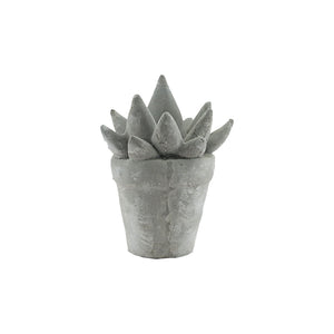 Grey Succulent (16 cm)