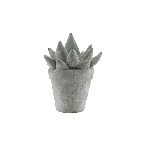 Grey Succulent (16 cm)