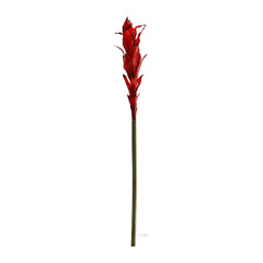 Red Vriesea