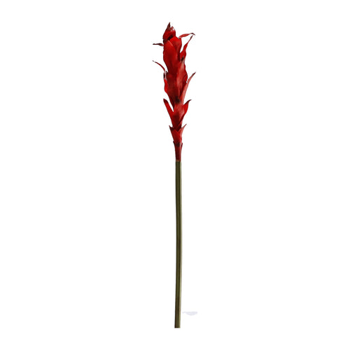 Red Vriesea