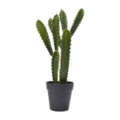 Green Cactus (57 cm)