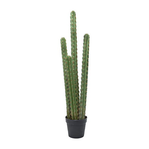 Green Cactus In Pot (114 cm)