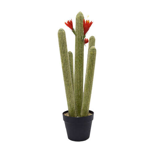 Green Cactus In Plastic Pot Small