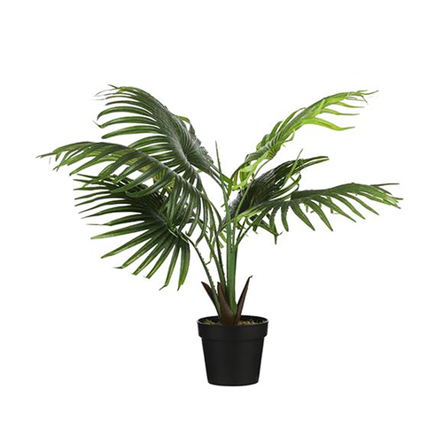 Green Fan Palm In Pot (80 cm)