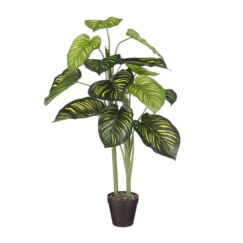 Green Caladium In Pot (100 cm)