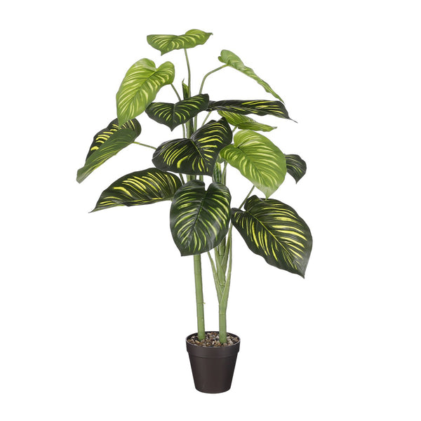 Green Caladium In Pot (100 cm)