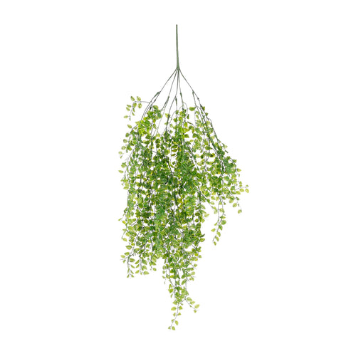 Green Hanging Ficus (80 cm)