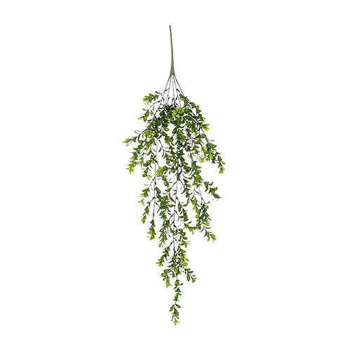 Green Hanging Boxwood (80 cm)