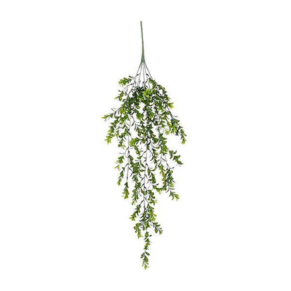 Green Hanging Boxwood (80 cm)