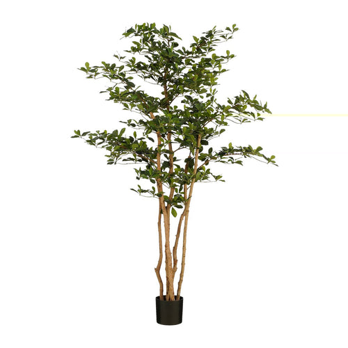 Green Olive Tree (183 cm)