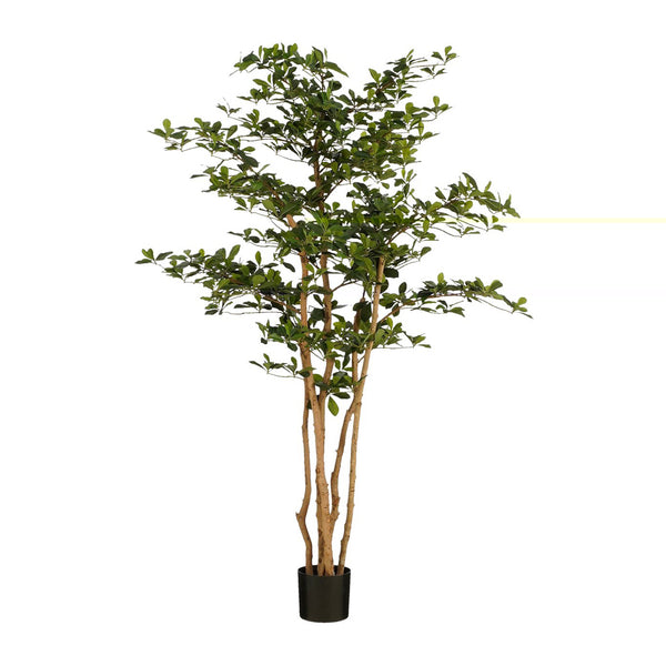 Green Olive Tree (183 cm)