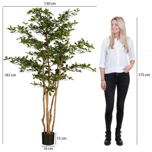Green Olive Tree (183 cm)