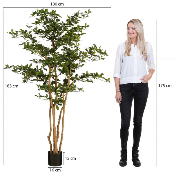 Green Olive Tree (183 cm)