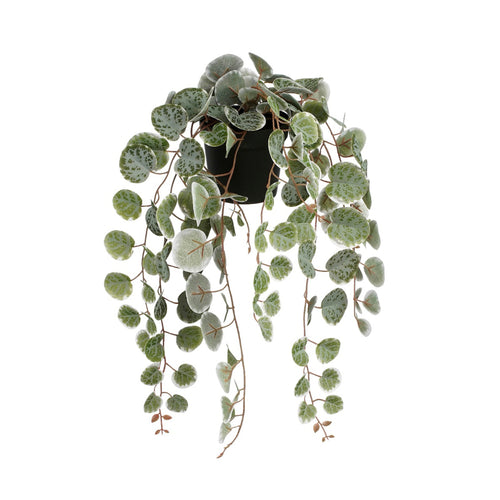Artificial Variegated Ceropegia Woodii in Pot