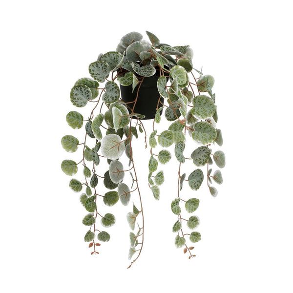 Artificial Variegated Ceropegia Woodii in Pot