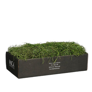 Tillandsia green 350gr - l38xw19,5xh9,5cm