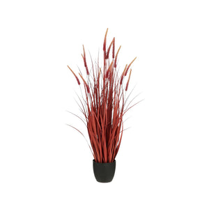 Dogtail grass in pot red h120xd30cm