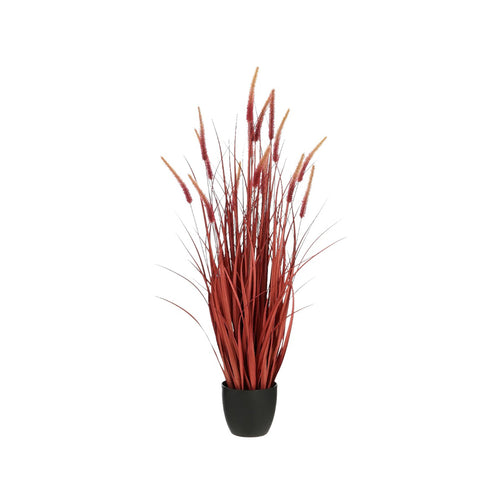 Dogtail grass in pot red h120xd30cm