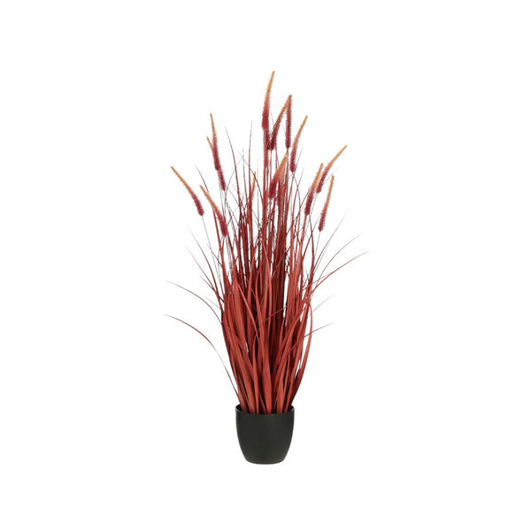 Dogtail grass in pot red h120xd30cm