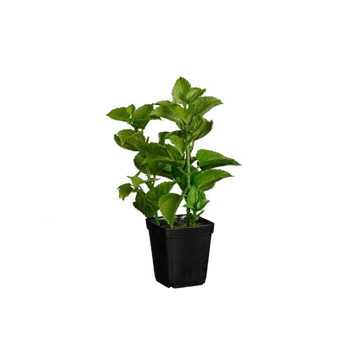 Mint in Pot (24 cm)