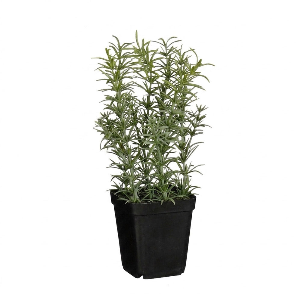 Rosmary in Pot (24 cm)