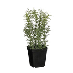 Rosmary in Pot (24 cm)