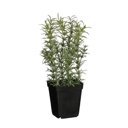 Rosmary in Pot (24 cm)