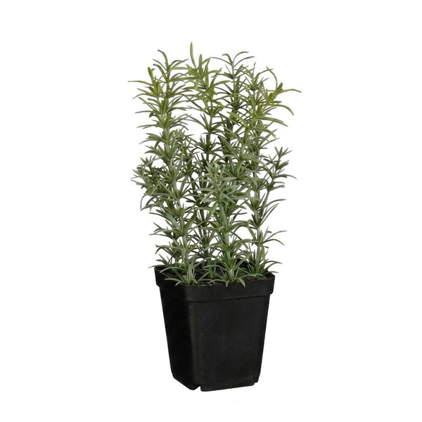 Rosmary in Pot (24 cm)