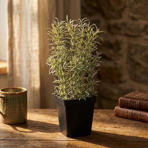 Rosmary in Pot (24 cm)