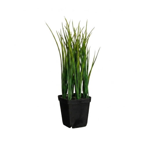 Chives in Pot (28 cm)