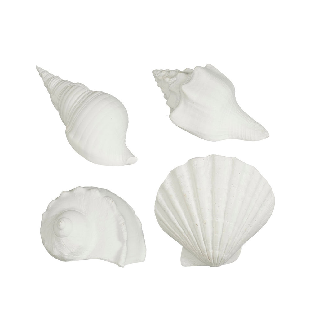 White Decorative Shells (14 cm) - Each At