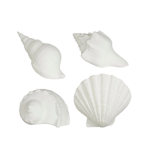 White Decorative Shells (14 cm) - Each At