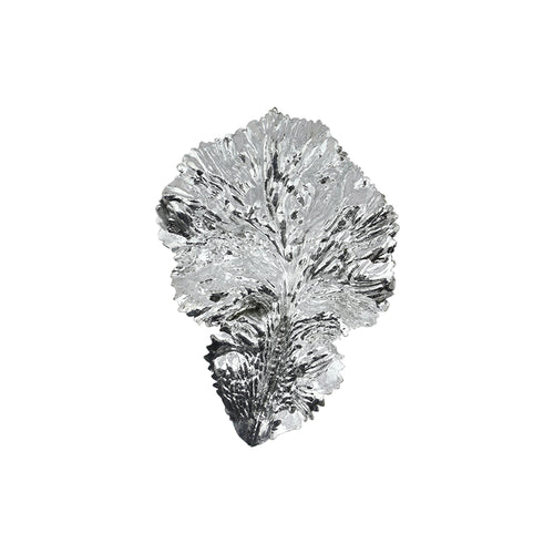 Silver Fig Leaf (19cm)