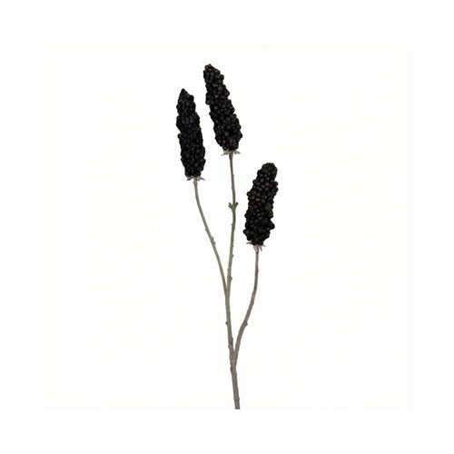 Black Vinegar Branch Fruiting Spike (102 cm)