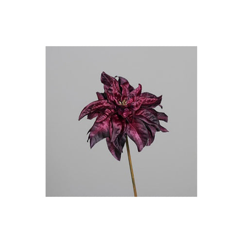 Poinsettia, velvet, 57 cm, aubergine, 24/96
