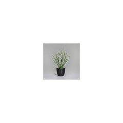 Erika (Calluna) in pot, 33 cm, 12/48 
cream