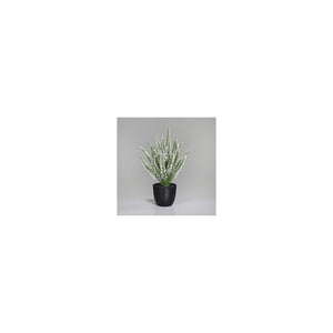 Erika (Calluna) in pot, 33 cm, 12/48 
cream