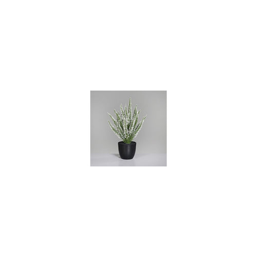 Erika (Calluna) in pot, 33 cm, 12/48 
cream