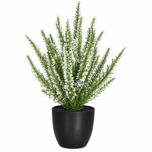 Erika (Calluna) in pot, 33 cm, 12/48 
cream