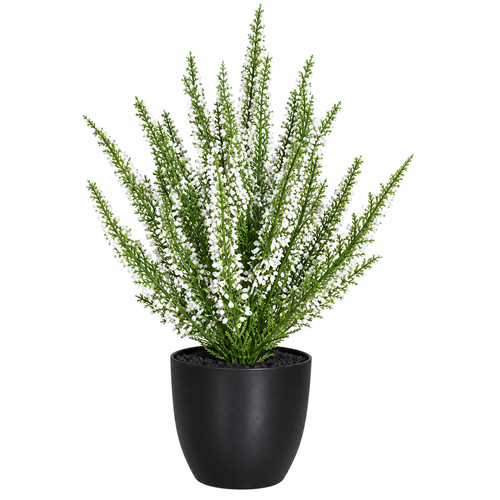Erika (Calluna) in pot, 33 cm, 12/48 
cream
