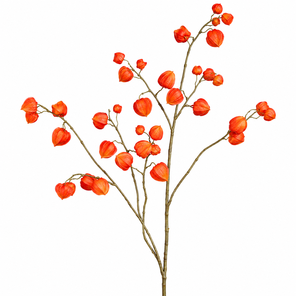 Physalis branch, 123 cm, 12/48