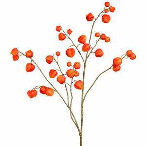 Physalis branch, 123 cm, 12/48