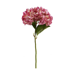 Pink Cream Hydrangea
