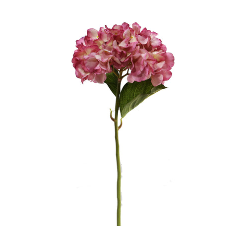 Pink Cream Hydrangea