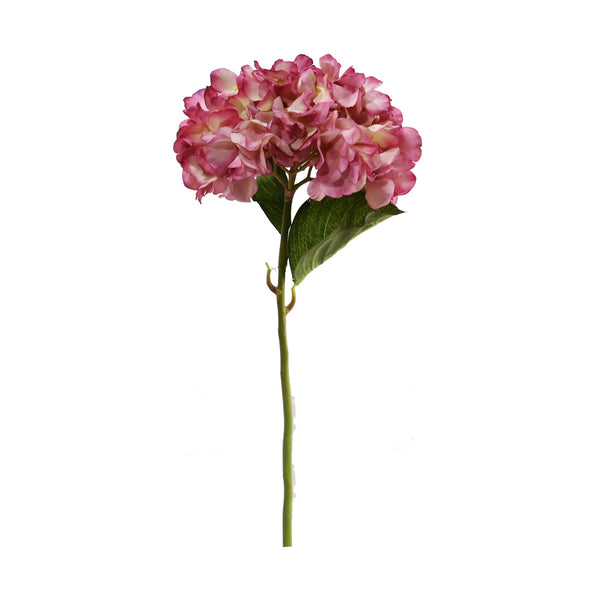 Pink Cream Hydrangea